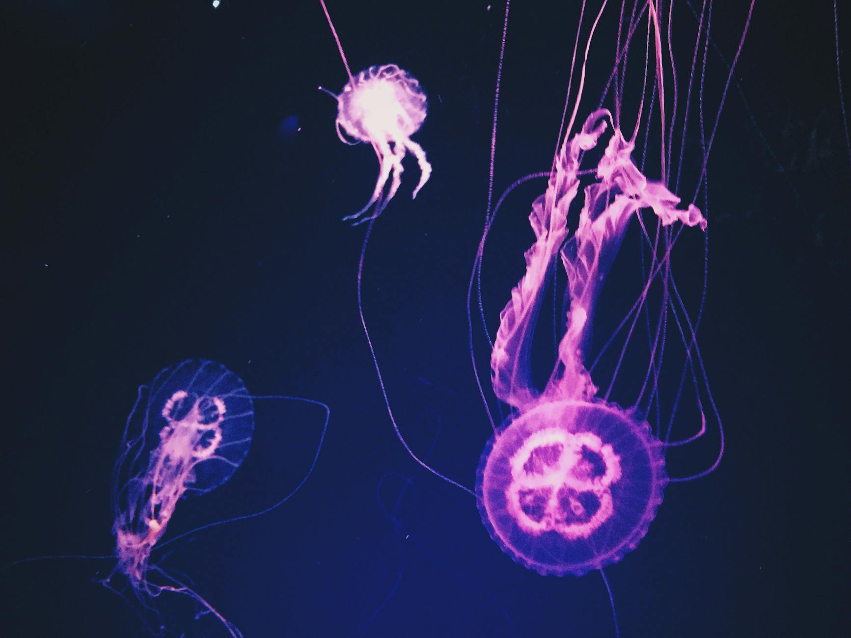 When the Sea Learned to Shine: The Evolution of Bioluminescent Life