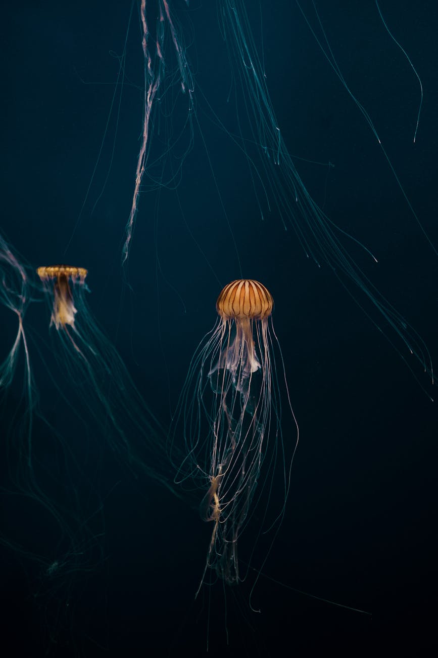 Light in the Abyss: Exploring the Bioluminescent Wonders of the Deep