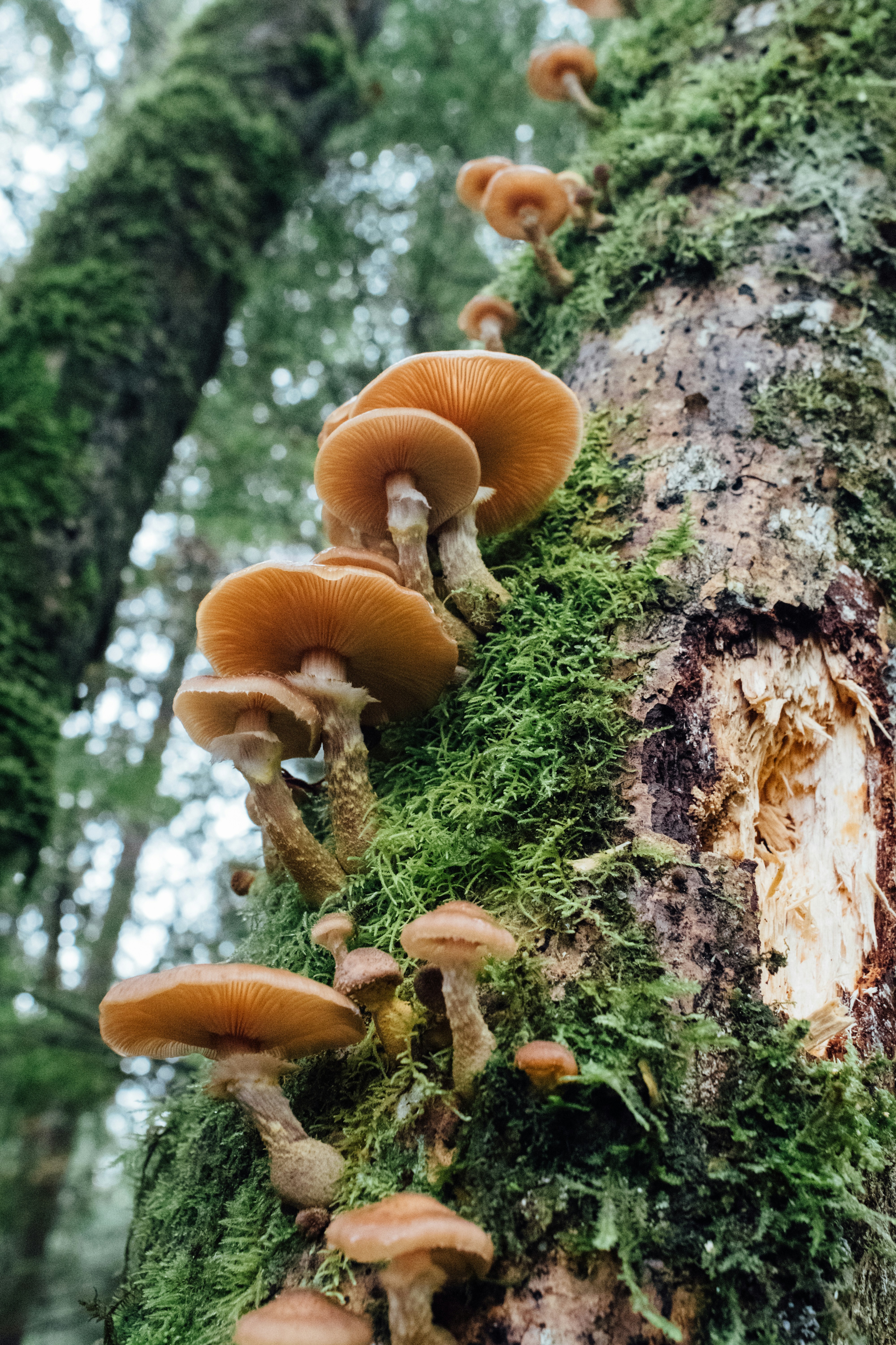 The Surprising Role of Fungi in Ecosystems